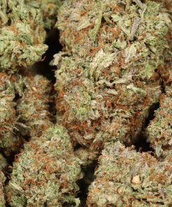 Alternative view of Afghani Pink