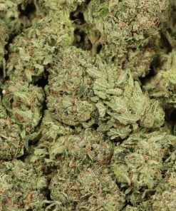 Alternative view of Ayahuasca Purple