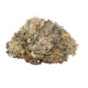 High Octane OG Online