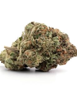 OG Shark AAA+ Online