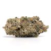 Bulk buds Supply