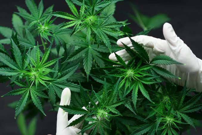 bulk buds supply