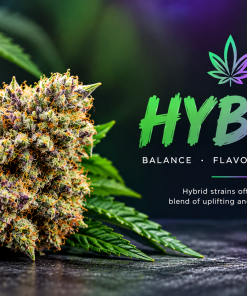 hybrid