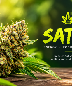 sativa