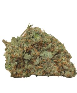 Bulk buds Supply