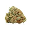 Bulk buds Supply