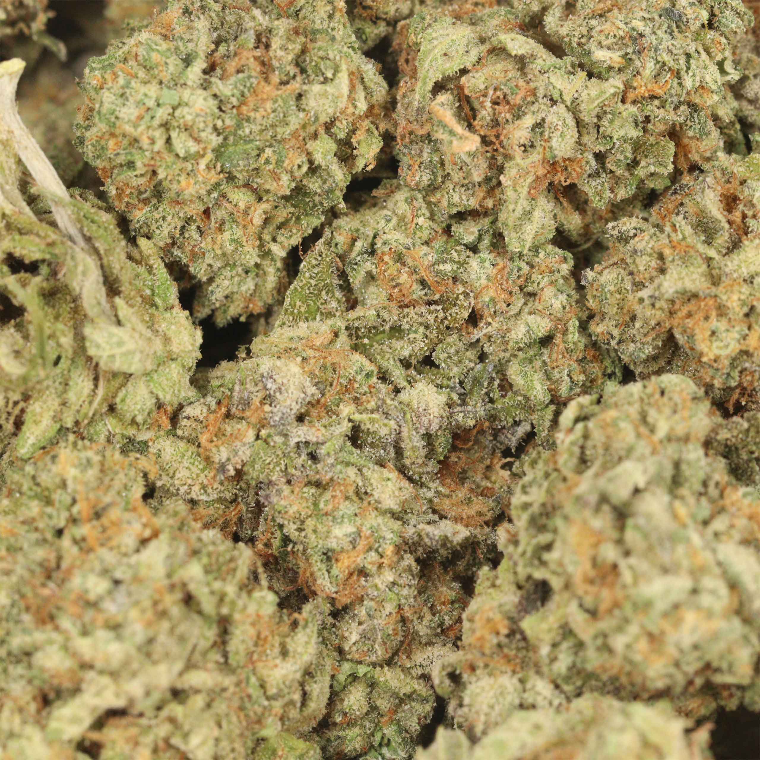 Purple Kush - Image 3