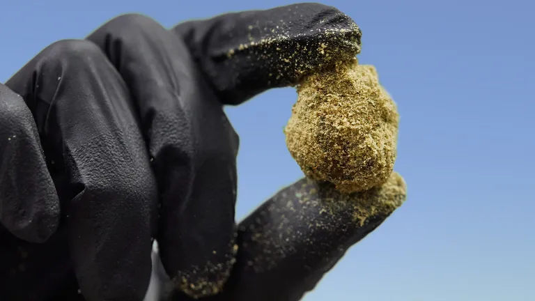 bulk buds supply